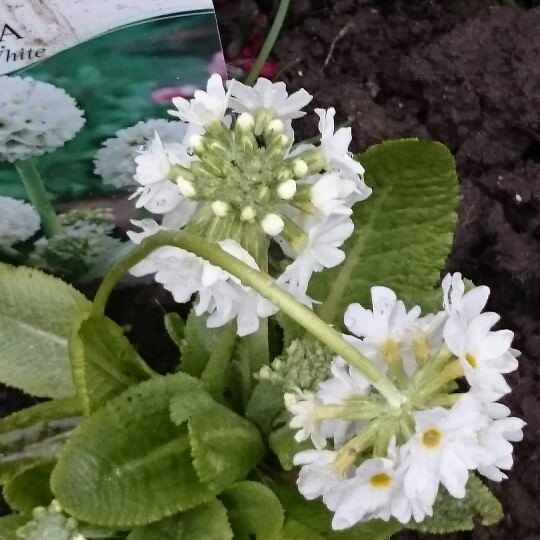 Drumstick Primrose 'Confetti White'