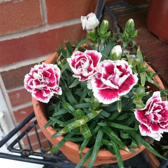 Sweet William