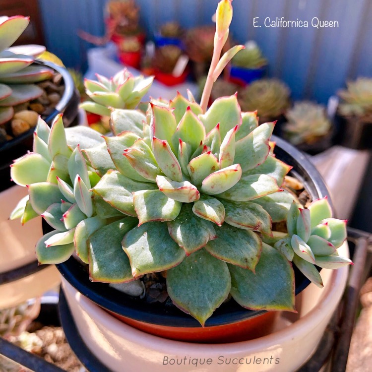 Plant image Echeveria Esther