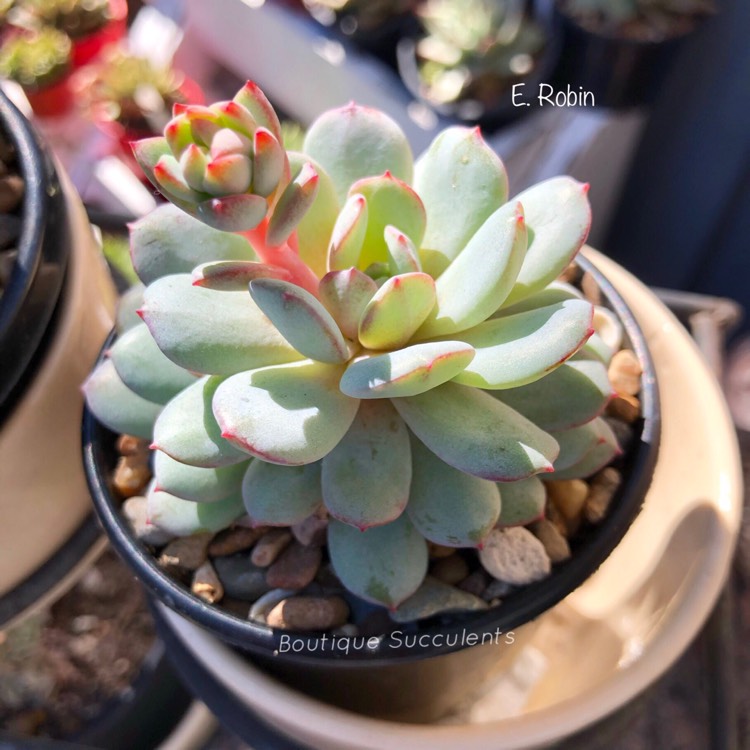 Plant image Echeveria Laui x Vincent Catto