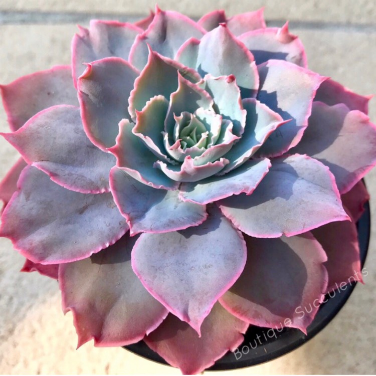 Plant image Echeveria Pinky