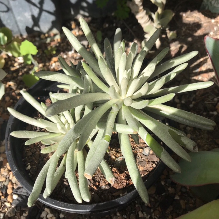 Plant image Senecio Scaposus