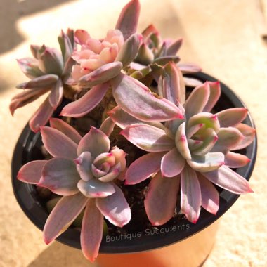 Echeveria 'Hoveyi'