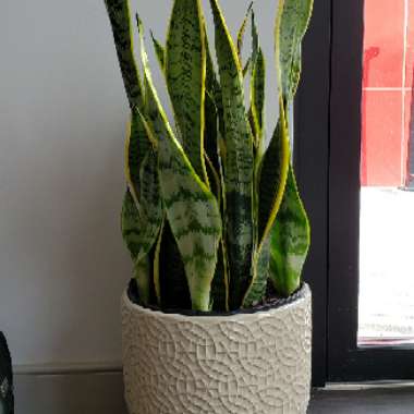 Sansevieria trifasciata