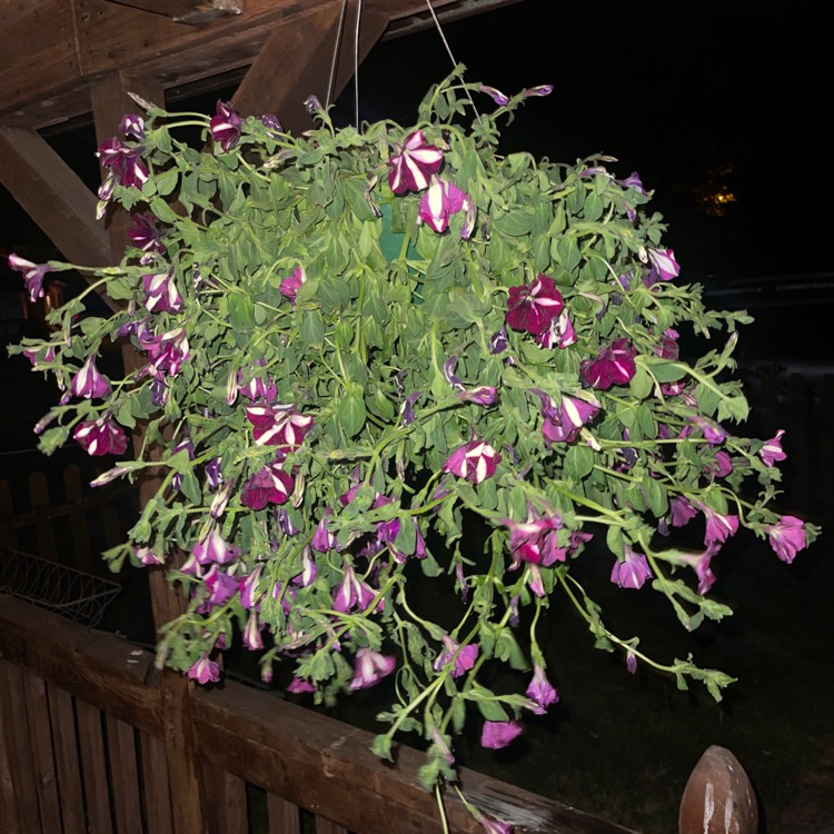 Plant image Petunia 'Designer Red Star'