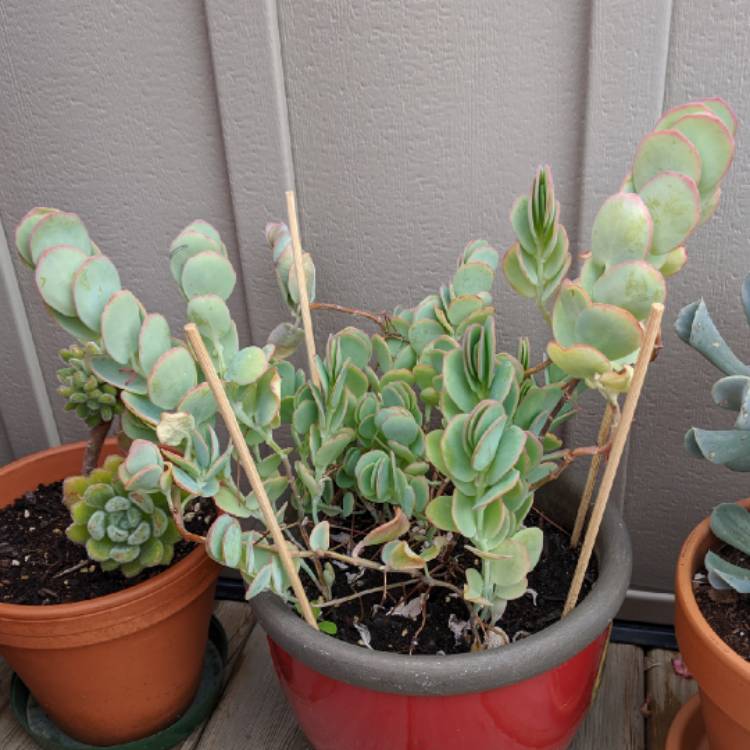 Plant image Kalanchoe panamensis