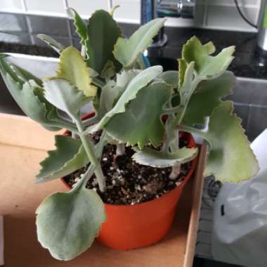 Kalanchoe