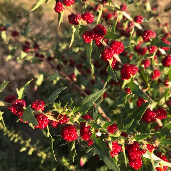 Plant image Chenopodium Capitatum Syn. Blitum capitatum