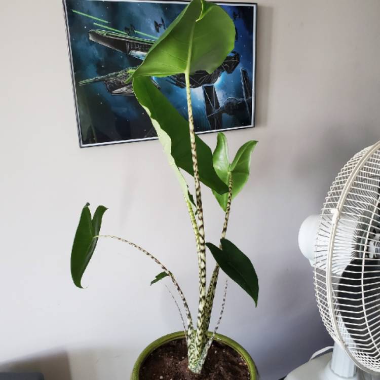 Plant image Alocasia zebrina 'Reticulata'