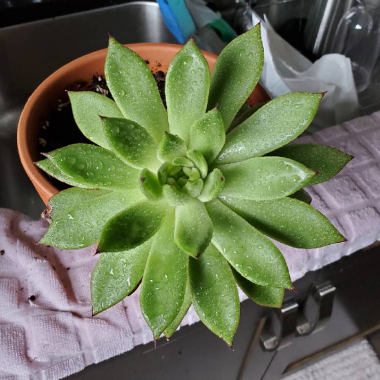 Plant image Echeveria Agavoides Lem