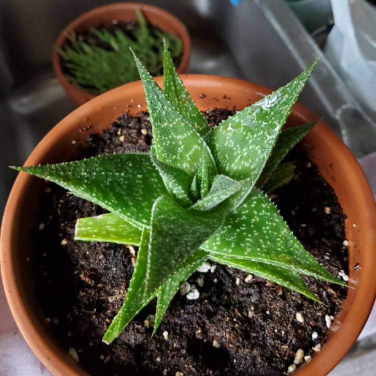 Plant image x Gasteraloe