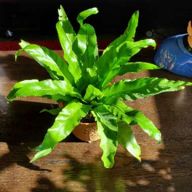 Asplenium antiquum 'Victoria'