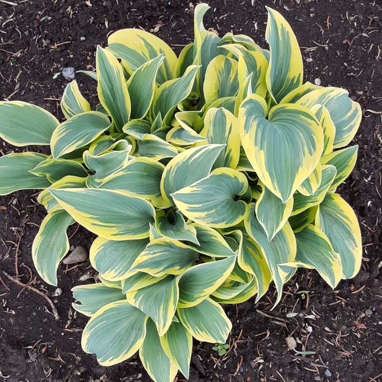 Plant image Hosta 'Dinner Jacket'