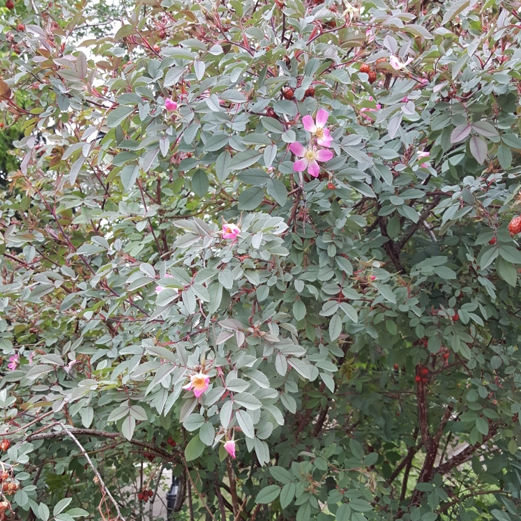 Plant image Rosa rugosa var. rubra syn. Rosa rugosa 'Rubra', Rosa rugosa 'Atropurpurea'