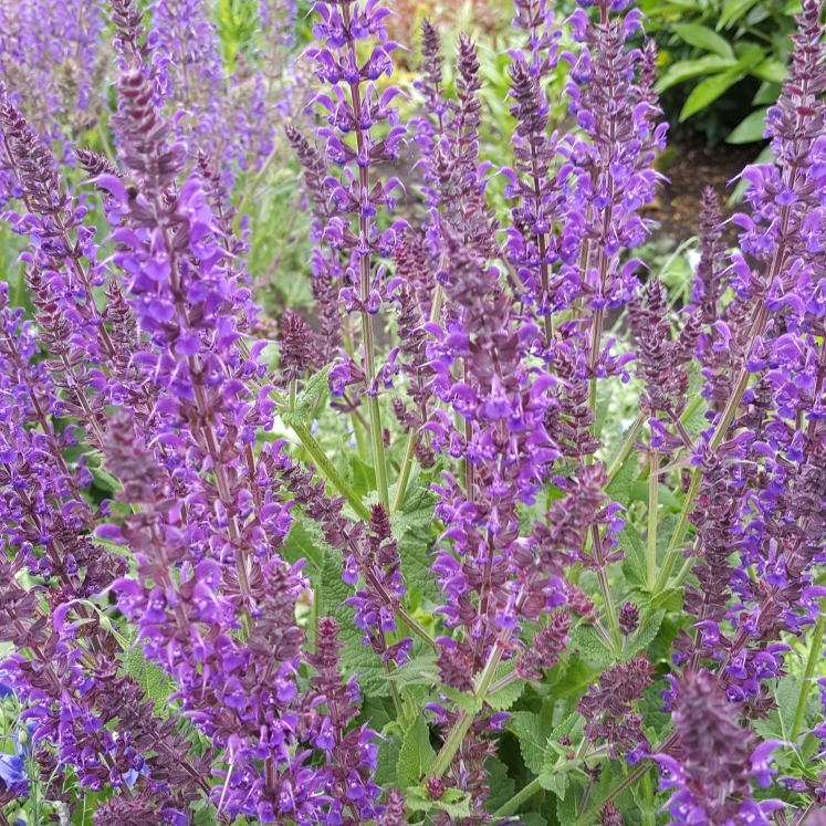 Plant image Salvia 'Lavender Dilly Dilly'