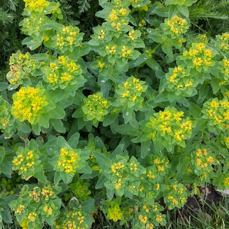 Plant image Euphorbia epithymoides 'Bonfire'