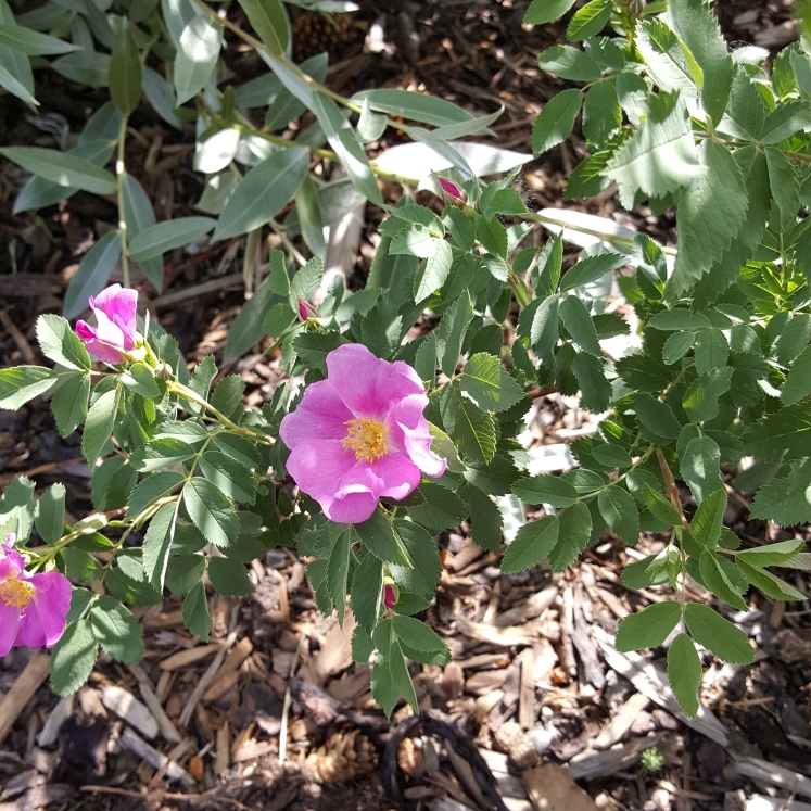 Plant image Rosa acicularis syn. Rosa korsakoviensis, Rosa moscovita, Rosa sichotealinensis, Rosa taquetii