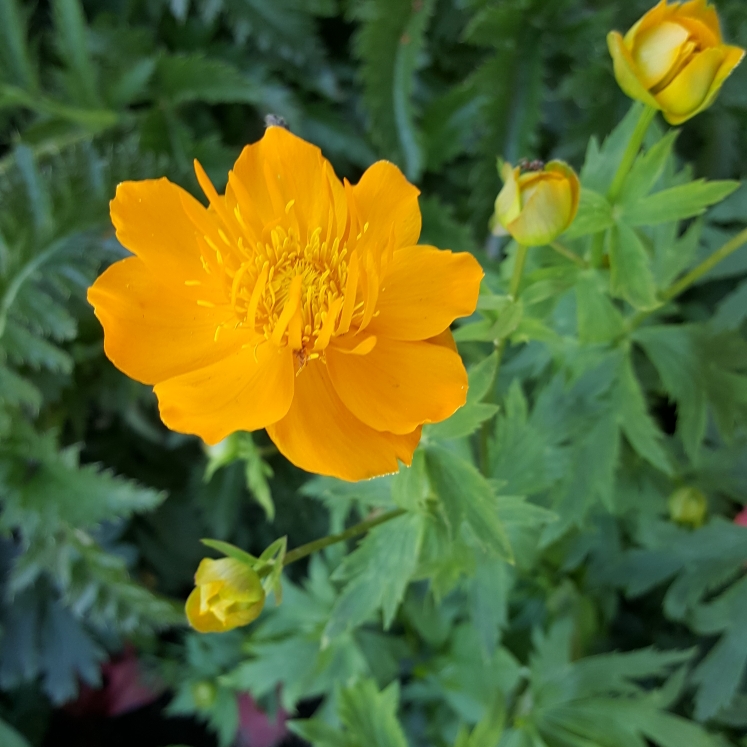 Plant image Trollius x cultorum 'Orange Crest'