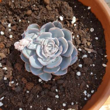 Echeveria Desmetiana v. Subsesslis