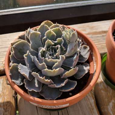 Echeveria Shaviana