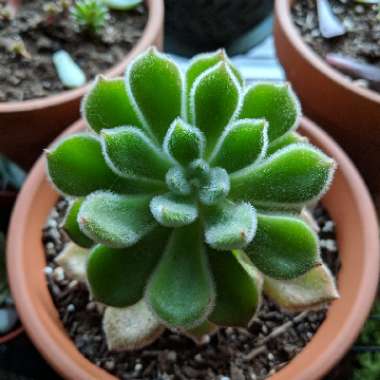 Echeveria Setosa var. Setosa