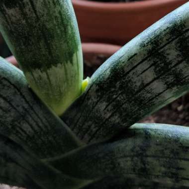 Sansevieria cylindrica