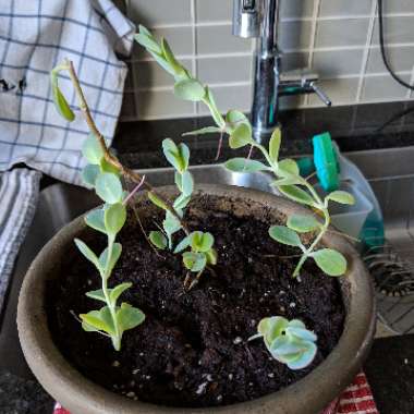 Kalanchoe panamensis