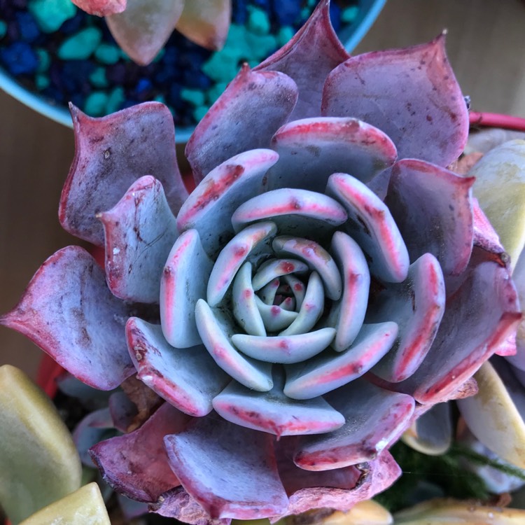 Plant image Echeveria Laurensis