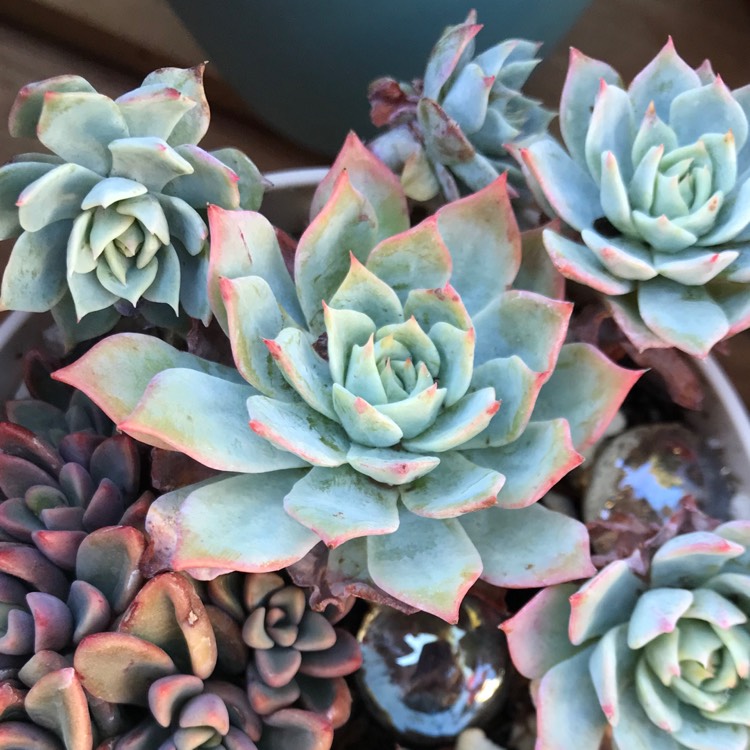 Plant image Echeveria Blue Mist