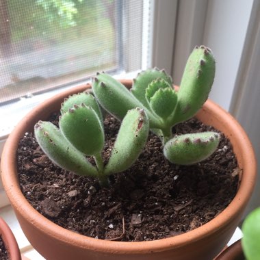 Cotyledon 'Bear Paws'