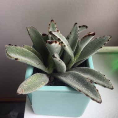 Kalanchoe 'Tomentosa'