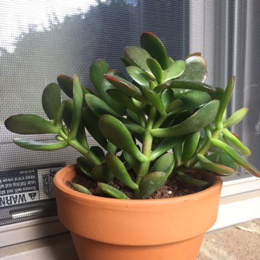 Jade Plant