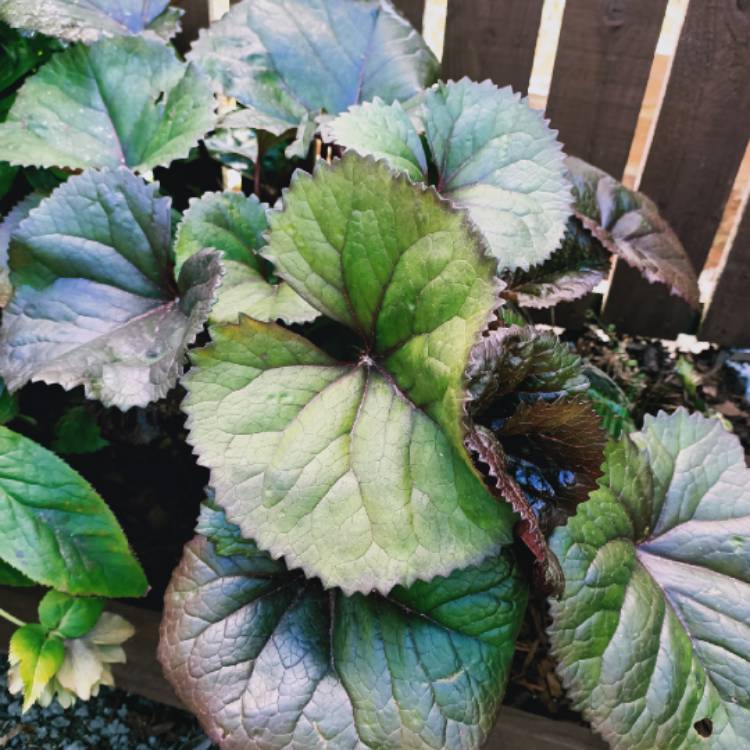 Plant image Ligularia dentata 'Desdemona'