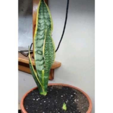 Sansevieria trifasciata