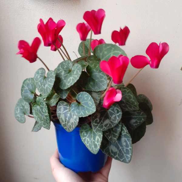 Plant image Cyclamen purpurascens syn. Cyclamen europaeum