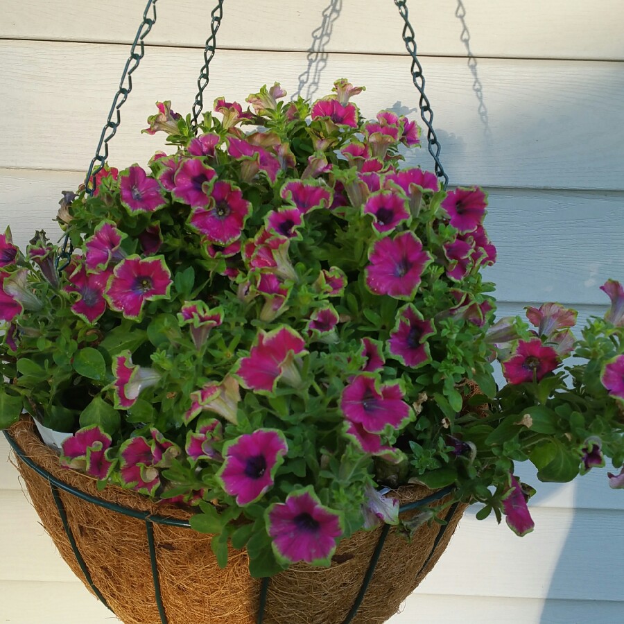 Plant image Petunia 'Wespekepu' (Crazytunia Series) syn. Petunia 'Kermit Purple'