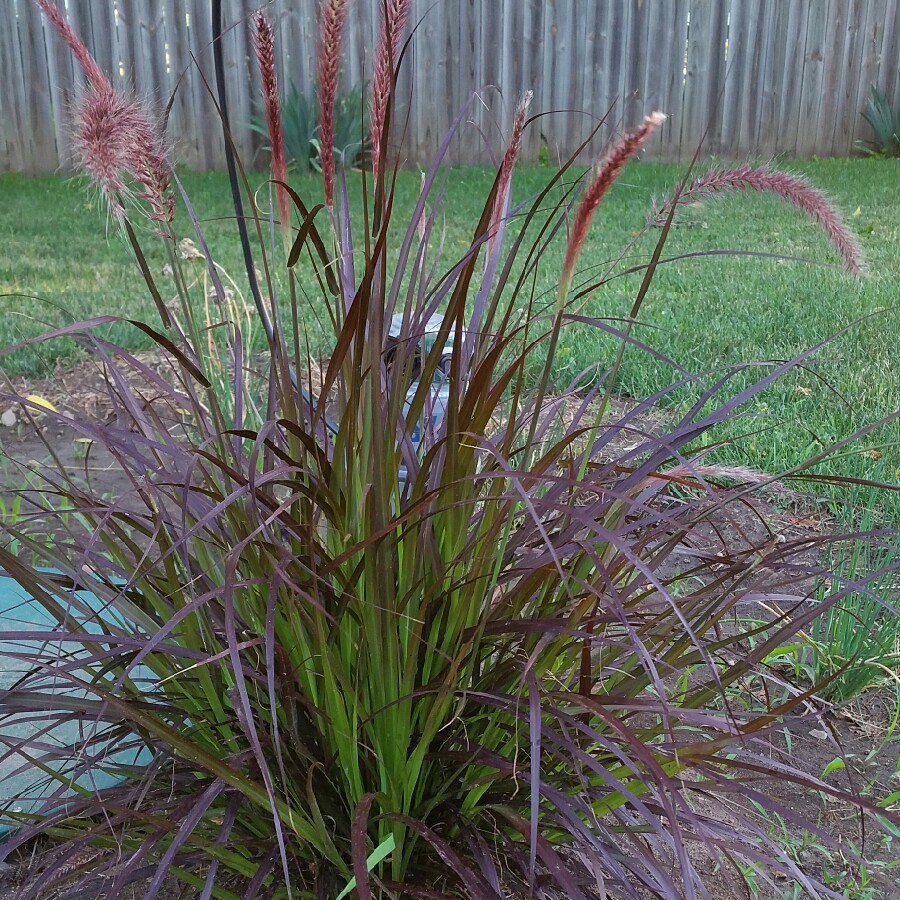 Pennisetum setaceum 'Rubrum', Fountain Grass 'Rubrum' - uploaded by ...