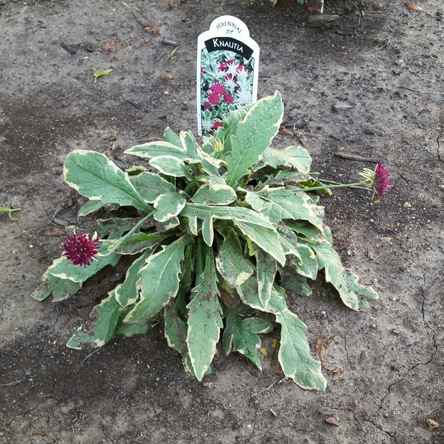 Macedonian Scabious