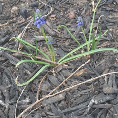 Grape Hyacinth (Species) Broad-Leaved Grape Hyacinth