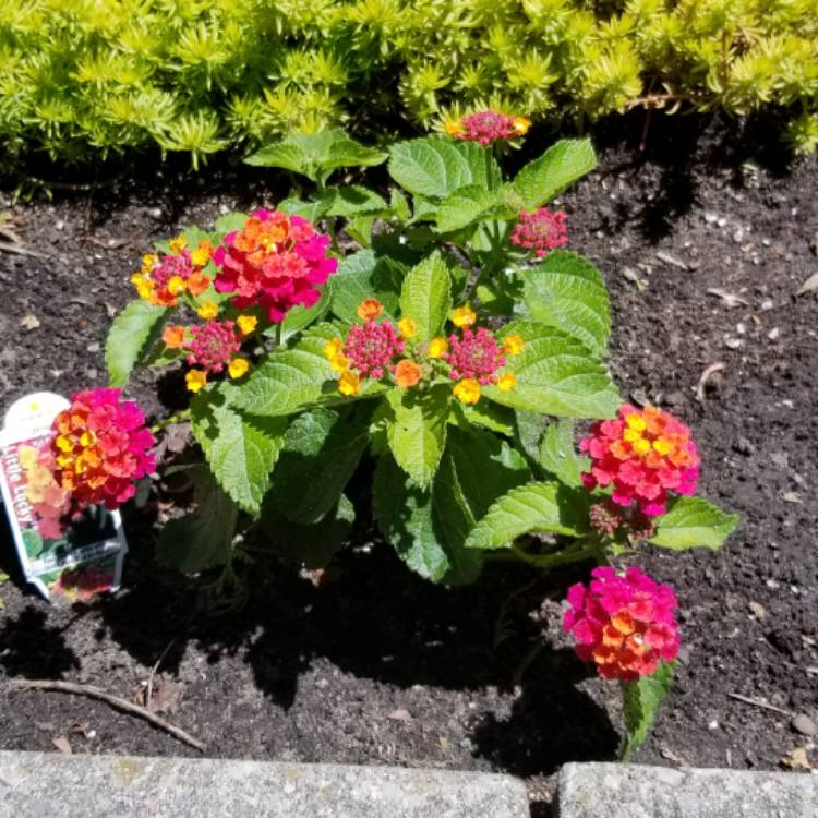 Plant image Lantana camara 'Confetti'