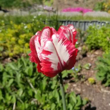 Tulip