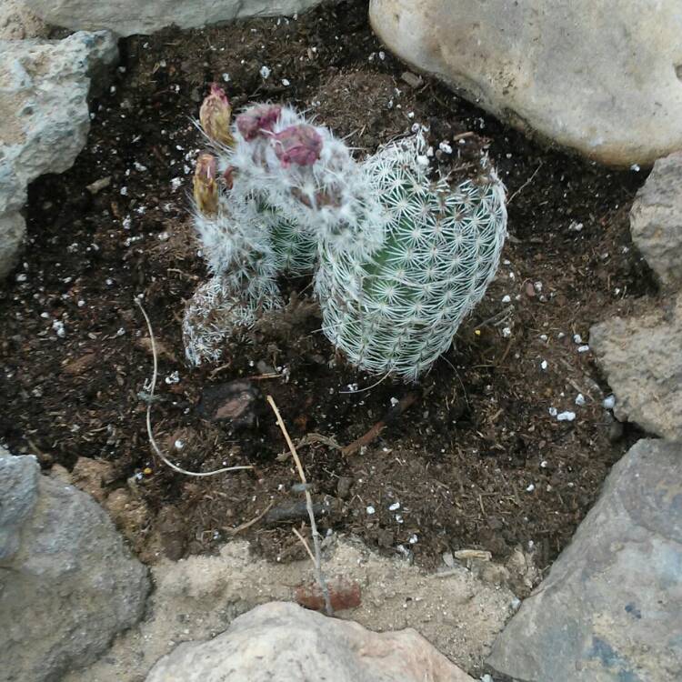 Plant image Echinocereus reichenbachii