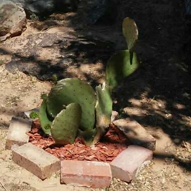 Opuntia sabulata