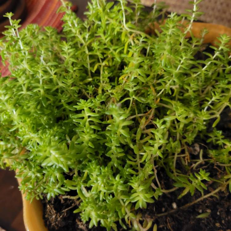 Plant image Sedum sarmentosum