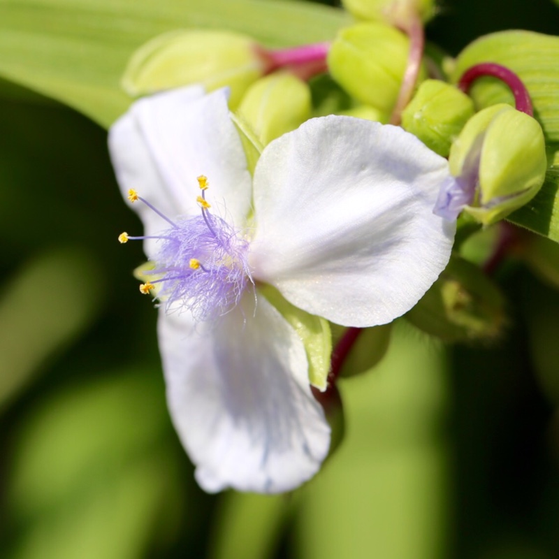 Plant image Tradescantia (Andersoniana Group) 'Bilberry Ice'