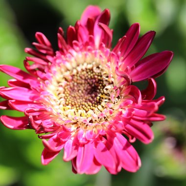 Gerbera