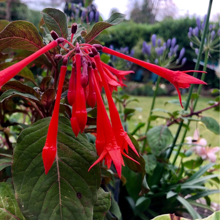 Plant image Fuchsia 'Firecracker'