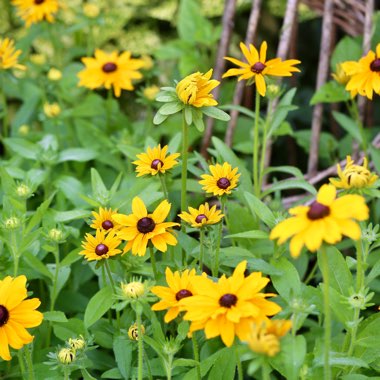 Rudbeckia fulgida var. sullivantii 'Goldsturm'