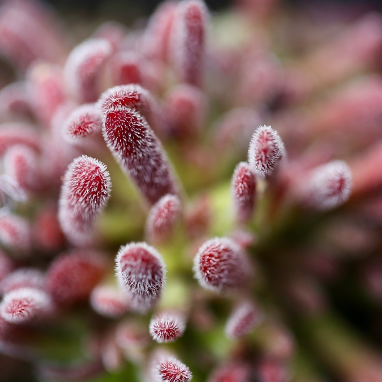 Plant image Crassula pubescens subsp. pubescens