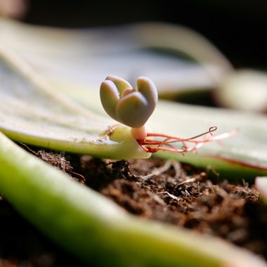 Echeveria